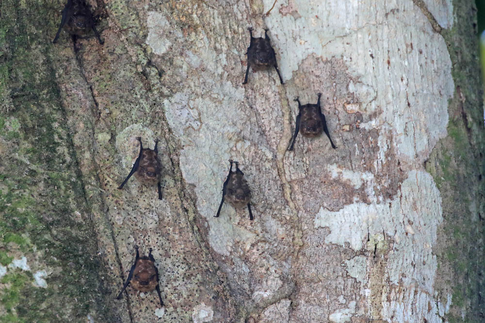 Double-striped Bat